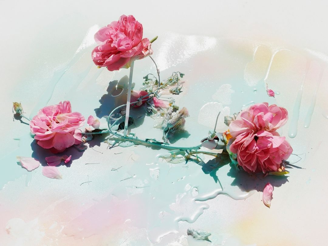 Floral still life features pink roses with green stems on a white and light blue surface, accented by scattered petals and water droplets.
