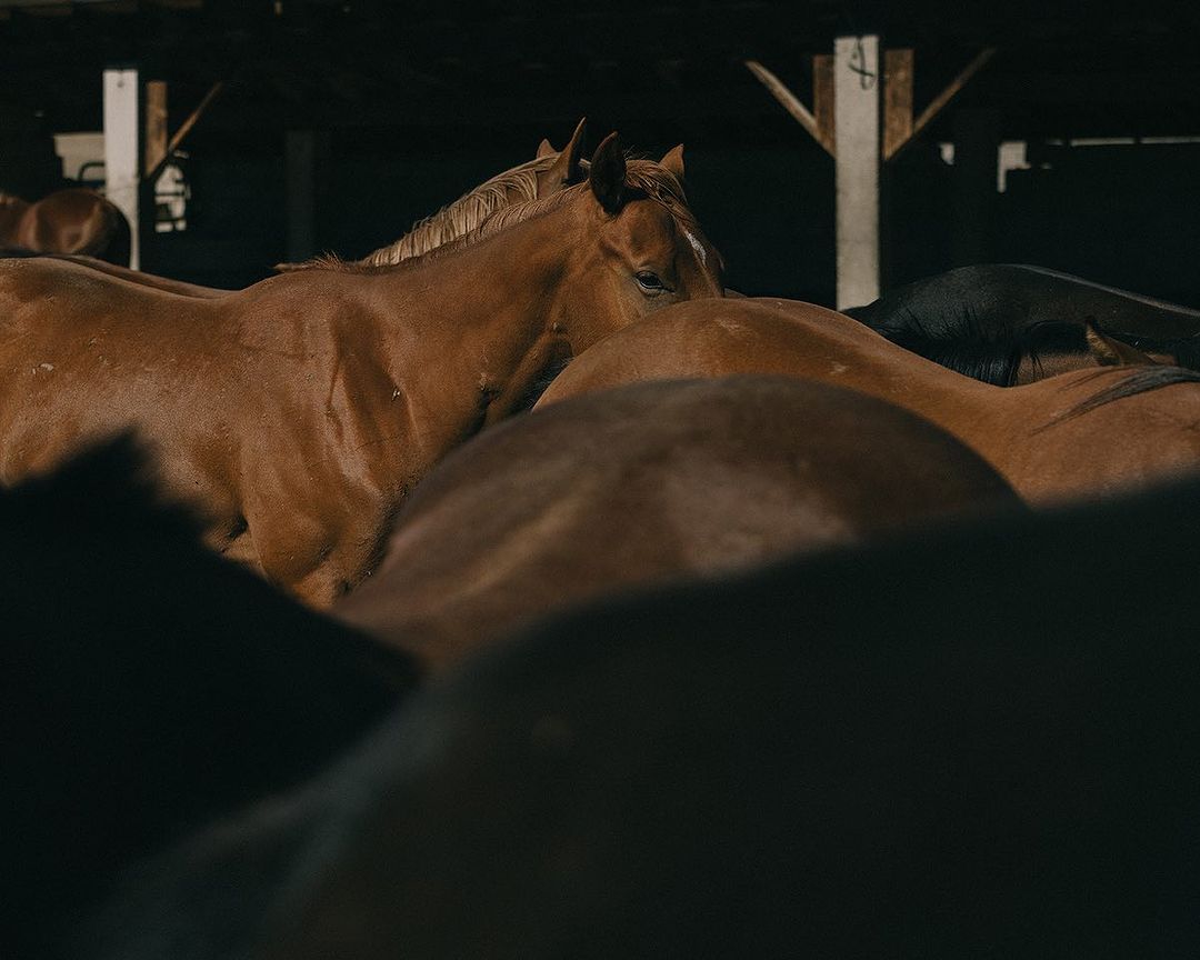 A herd of brown and black horses are grouped together inside of a dimly lit indoor barn, with wooden beams and construction.