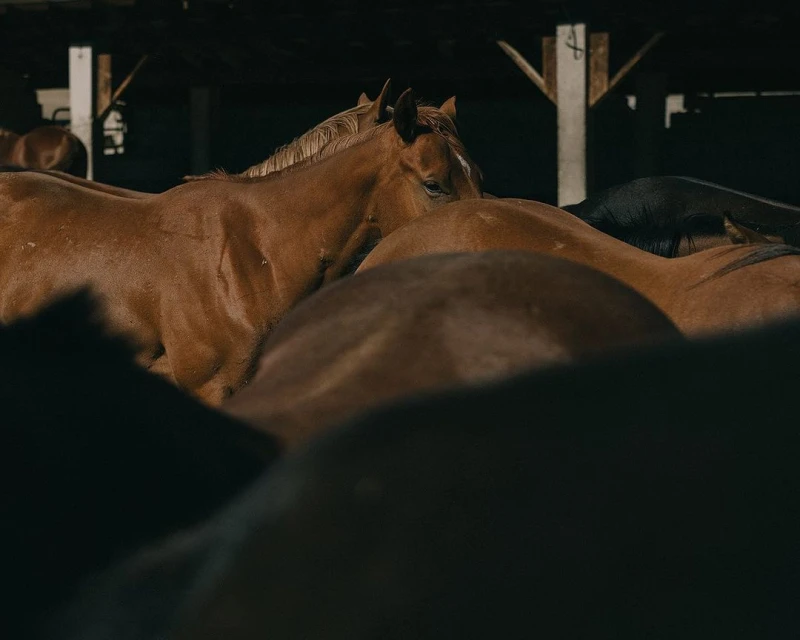 A herd of brown and black horses are grouped together inside of a dimly lit indoor barn, with wooden beams and construction.