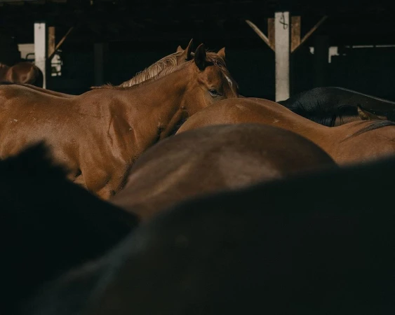 A herd of brown and black horses are grouped together inside of a dimly lit indoor barn, with wooden beams and construction.