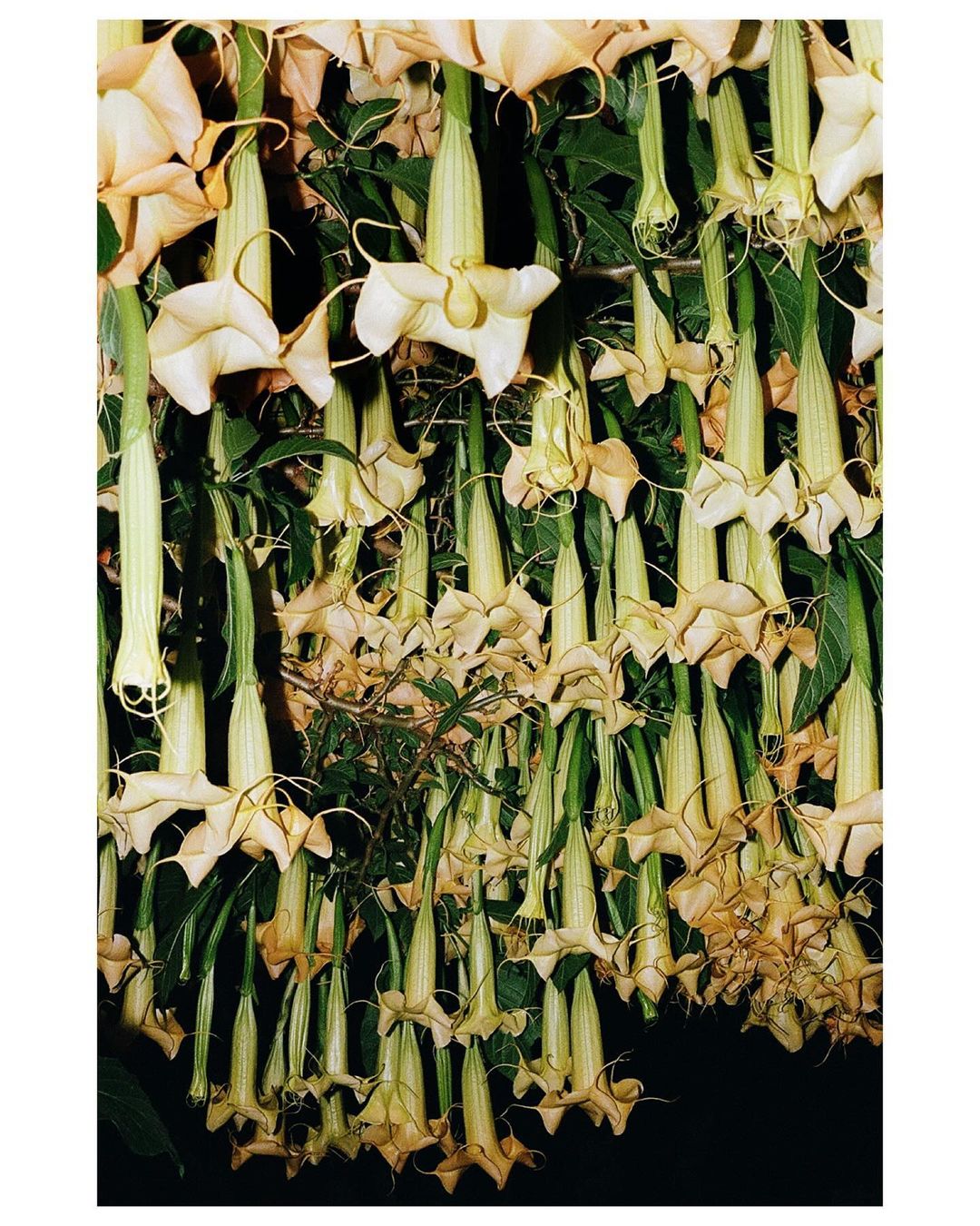 Close-up of a large cluster of hanging, pale yellow Angel's Trumpet flowers with long green stems, set against a dark background.