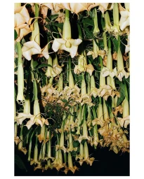 Close-up of cascading pale peach angel trumpet flowers hanging downward amidst dark green foliage.