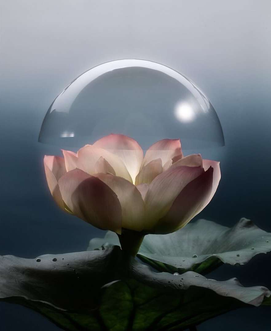 Close-up of a pink lotus flower with a clear bubble dome over it, highlighting its delicate petals and the surrounding green leaf.