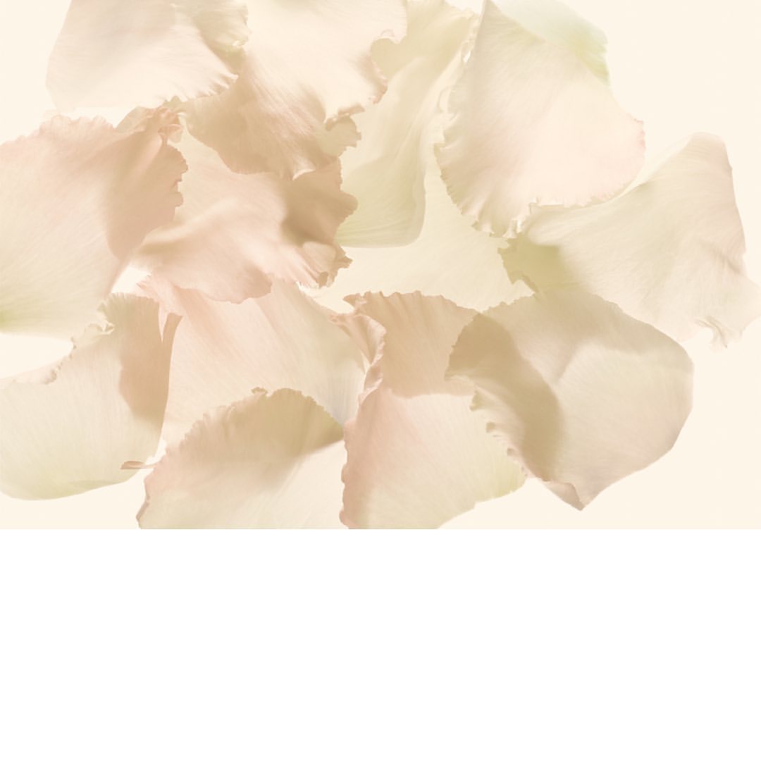 Pale rose petals in a soft, diffused arrangement create a delicate floral background with gentle light and shadows, and subtle colors.