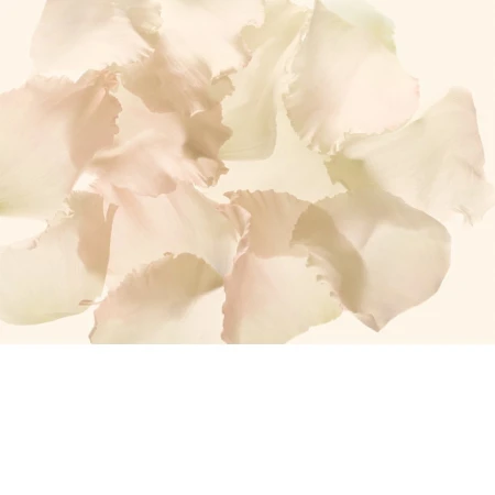 Pale rose petals in a soft, diffused arrangement create a delicate floral background with gentle light and shadows, and subtle colors.