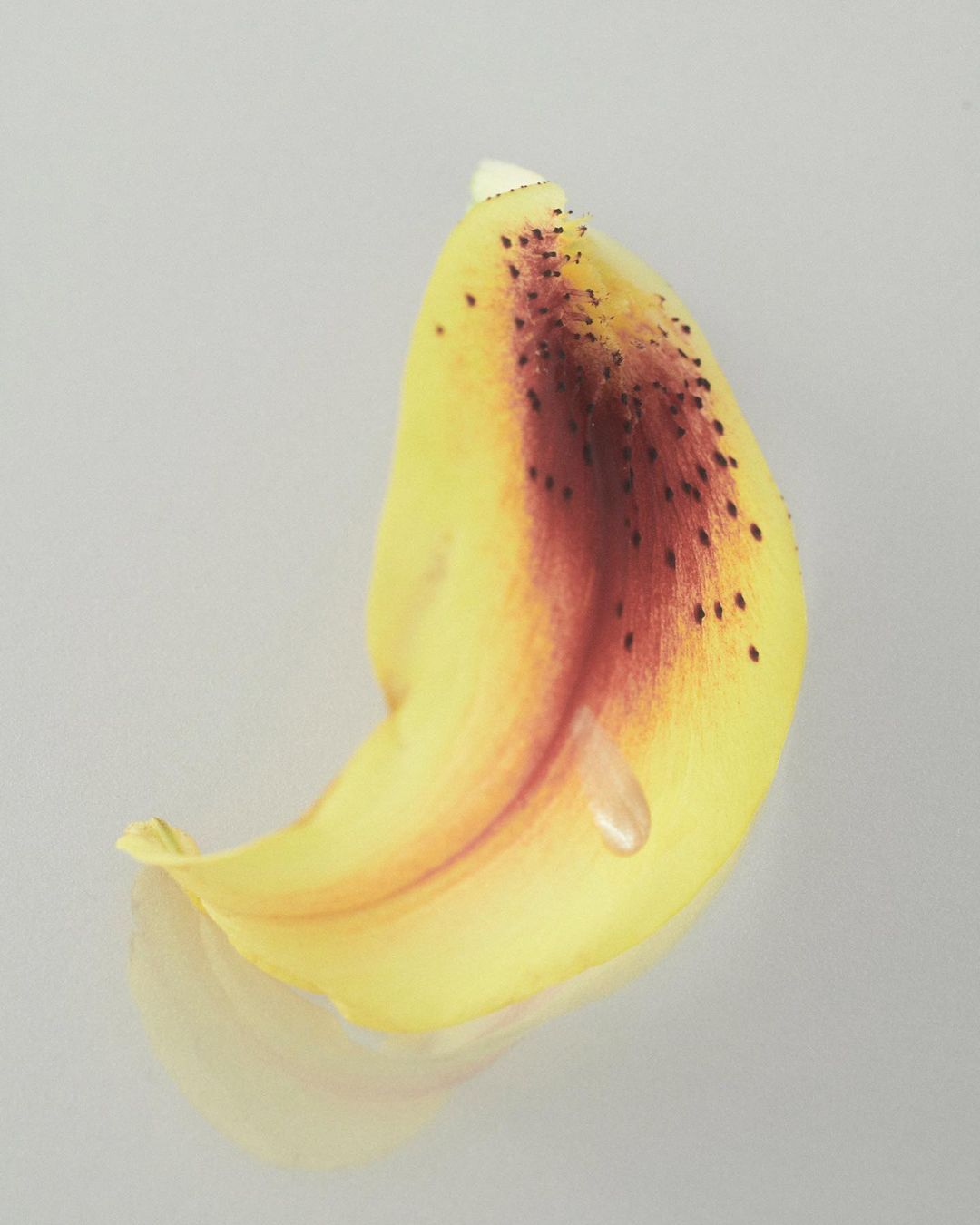 Close-up studio shot of a yellow and red lily petal with a water droplet, set against a soft grey background with a subtle reflection.