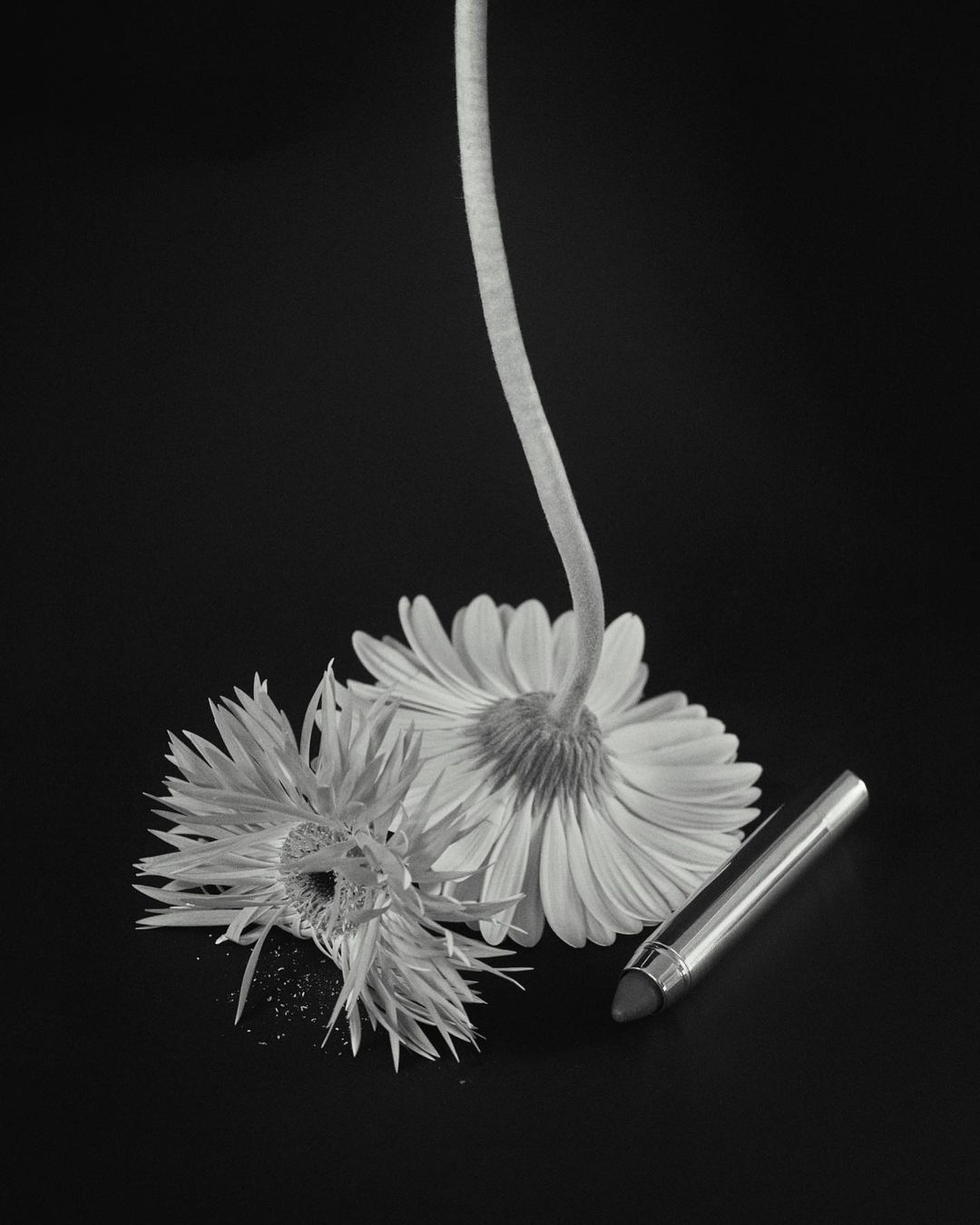 Monochrome still life featuring two gerbera daisies, one partially in bloom, alongside a lipstick tube against a dark backdrop.