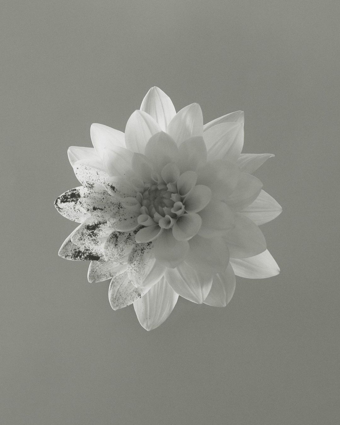 Monochromatic photograph of a single dahlia flower with detailed petals against a solid gray background, emphasizing texture and form.