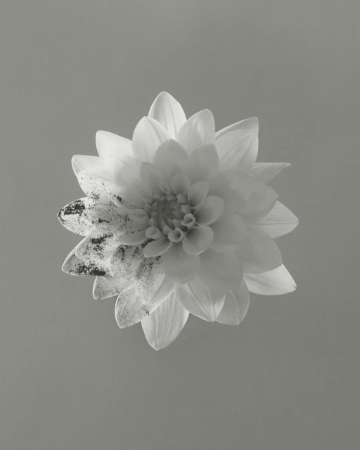 Monochromatic photograph of a single dahlia flower with detailed petals against a solid gray background, emphasizing texture and form.
