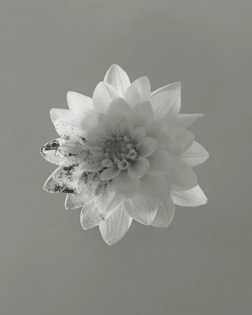 Monochromatic photograph of a single dahlia flower with detailed petals against a solid gray background, emphasizing texture and form.