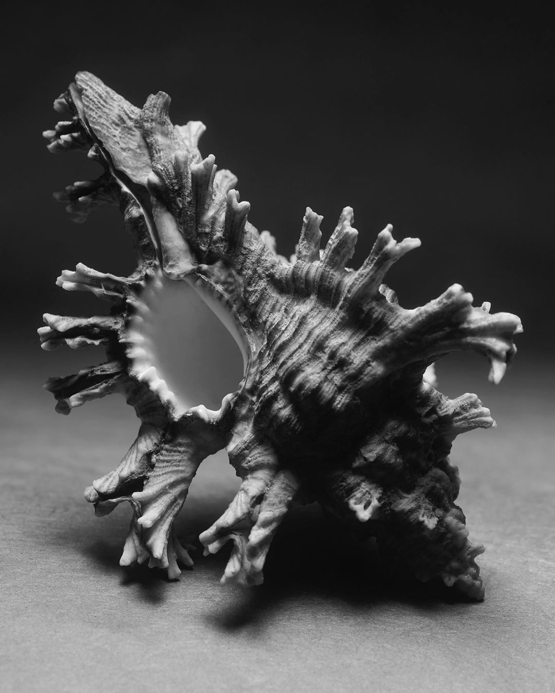 Monochrome photo of a spiky sea snail shell with a contrasting interior against a dark background. Studio lighting and composition.