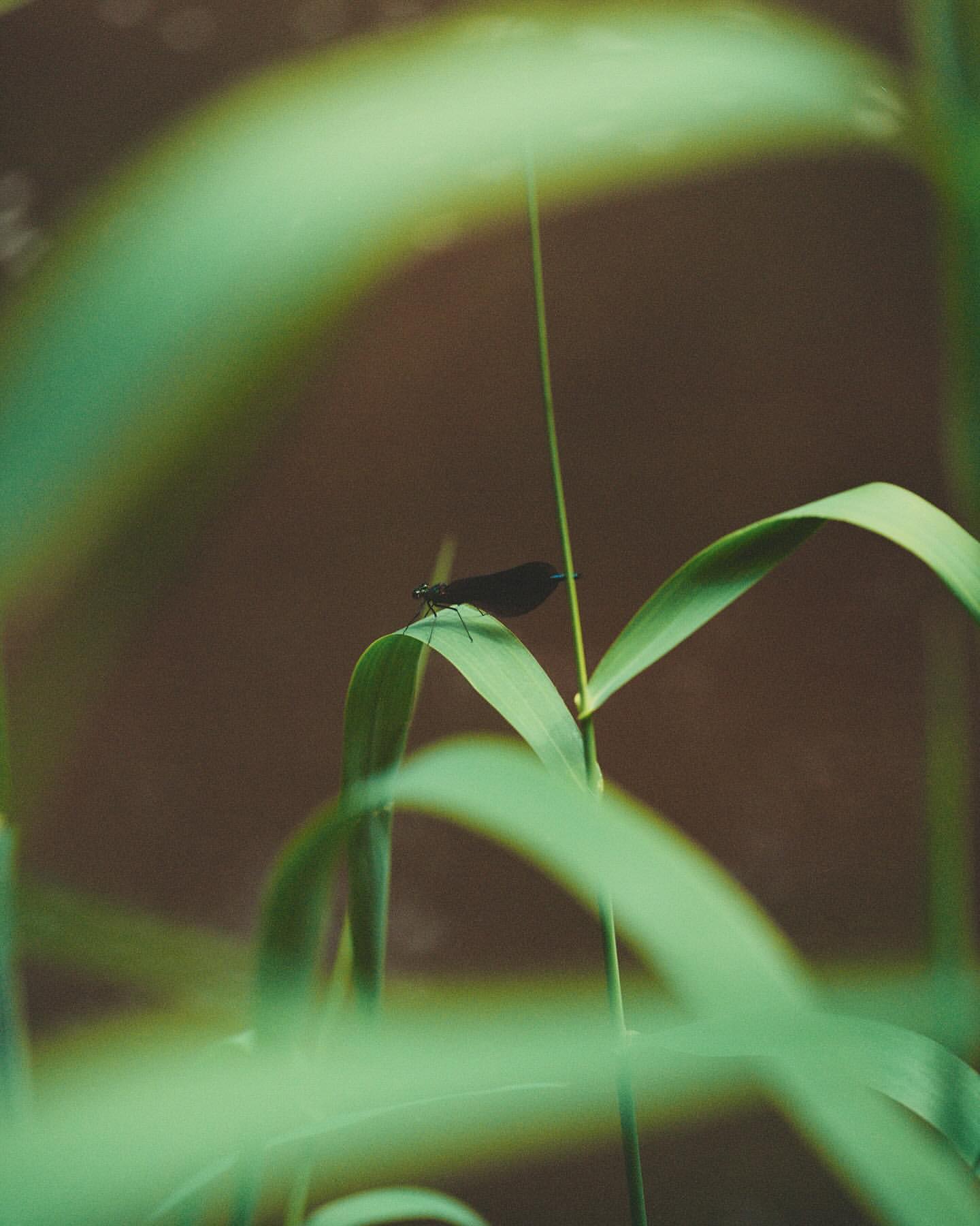 Close-up shot of a black dragonfly perched on a green blade of grass, with a blurred brown background and green foliage.