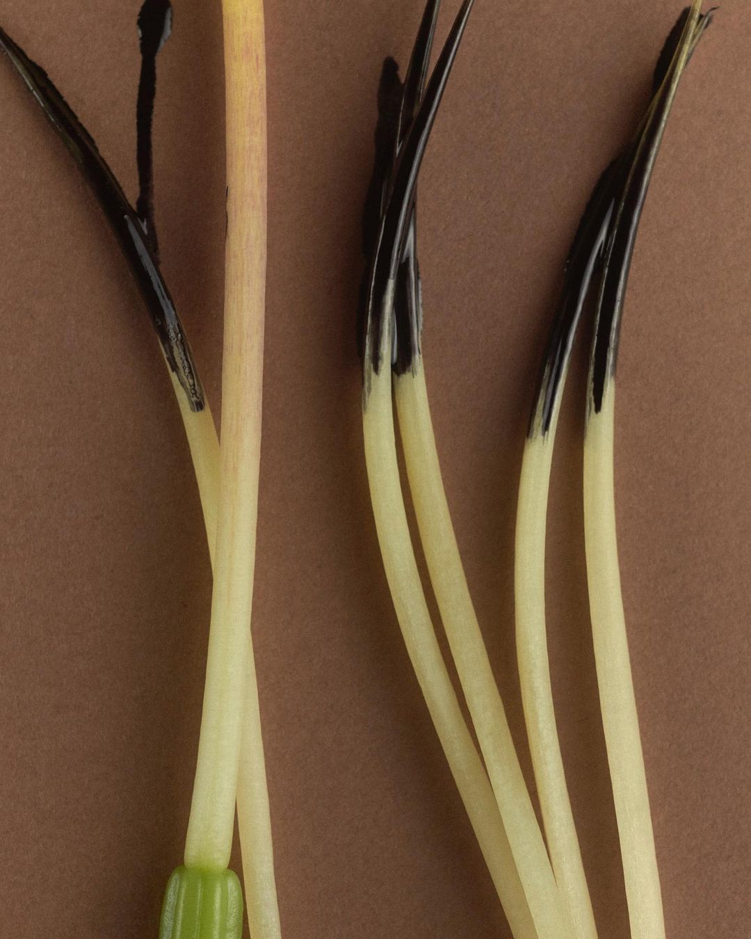 Close-up of several lily stems with black-tipped buds set against a warm brown background, showcasing their textures and simple beauty.