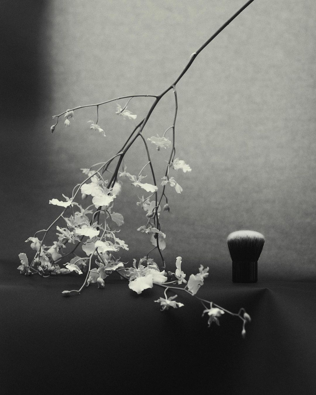 Monochrome still life: A sprig of delicate white flowers drapes alongside a makeup brush against a softly gradient grey background.