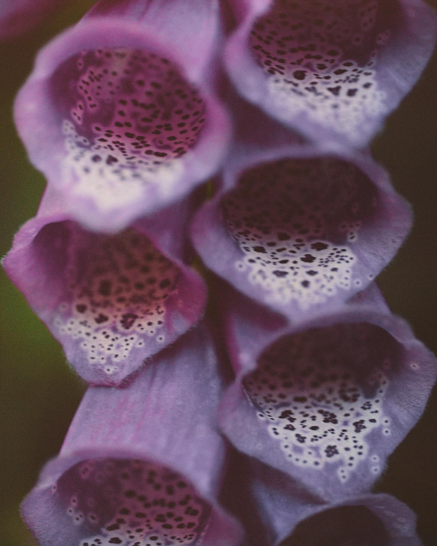 Close-up view of a foxglove flower stalk featuring numerous bell-shaped, purple-spotted blossoms, showcasing intricate floral details.