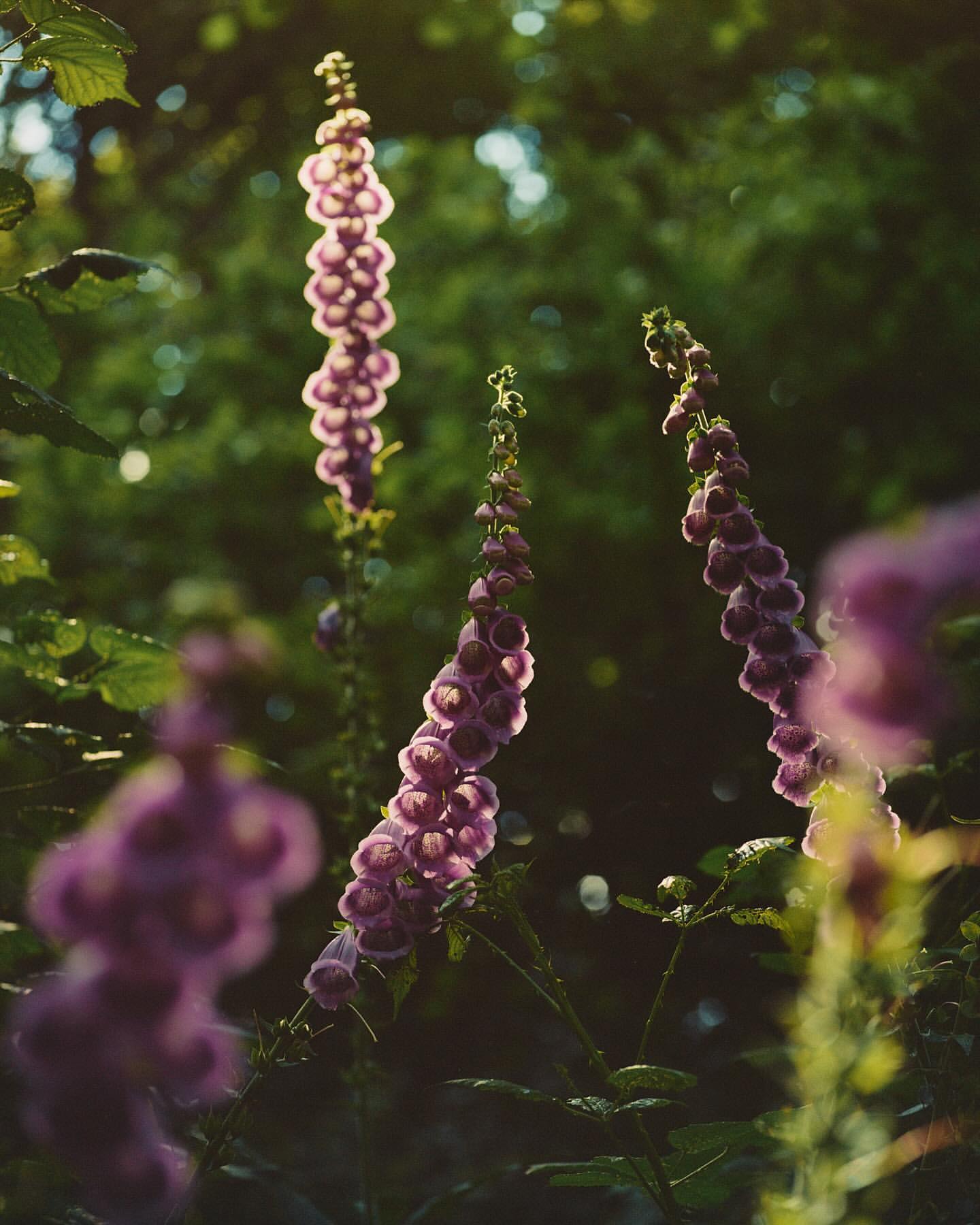Several purple foxglove flowers rise above a green forest under warm sunlight, creating a serene and natural scene.