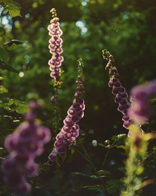Several purple foxglove flowers rise above a green forest under warm sunlight, creating a serene and natural scene.