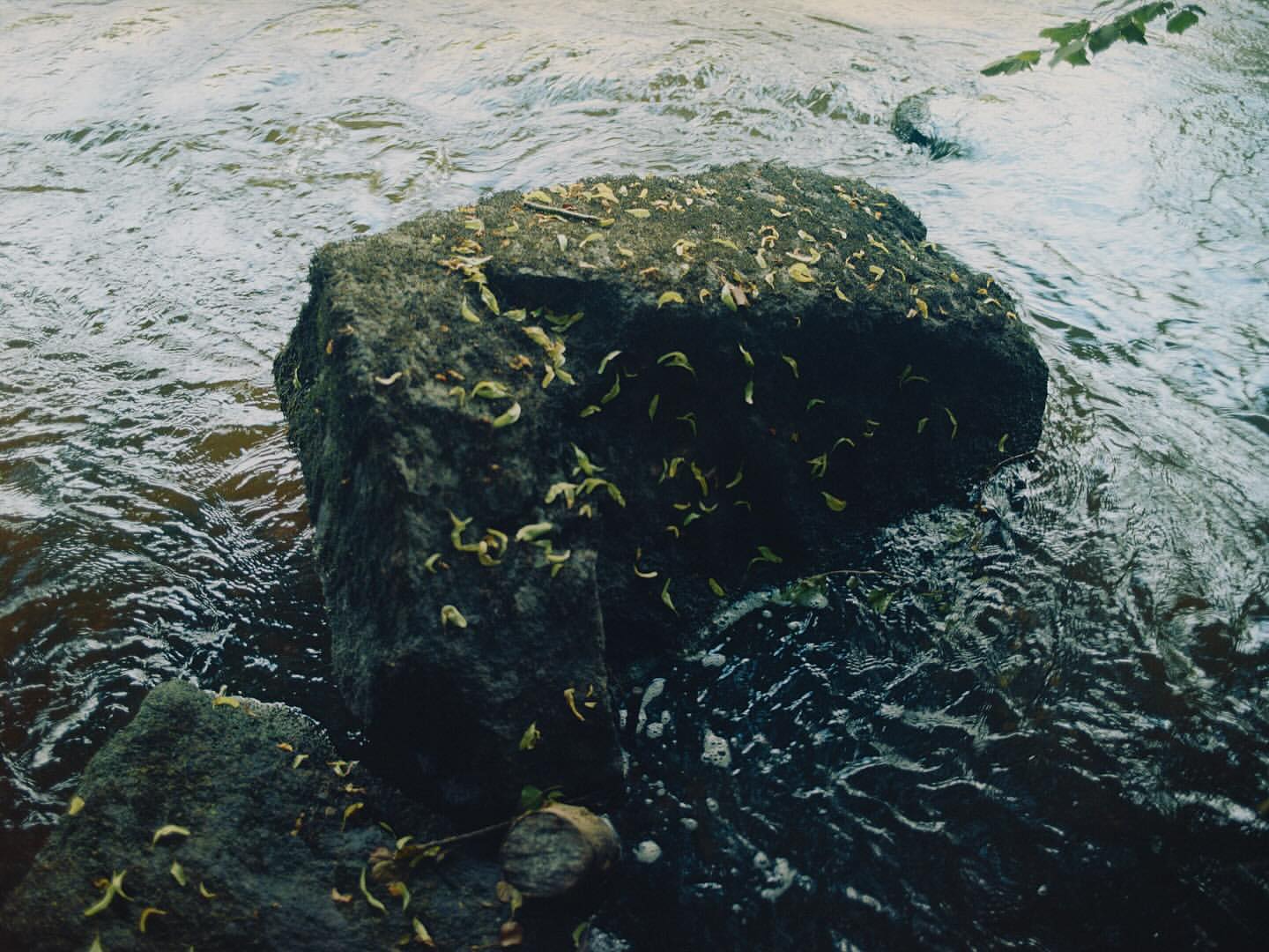 A large, mossy rock covered in leaves sits in a stream with fast-moving, rippling water and green foliage visible in the background.