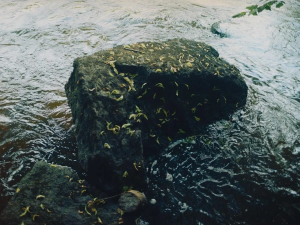 A large, mossy rock covered in leaves sits in a stream with fast-moving, rippling water and green foliage visible in the background.