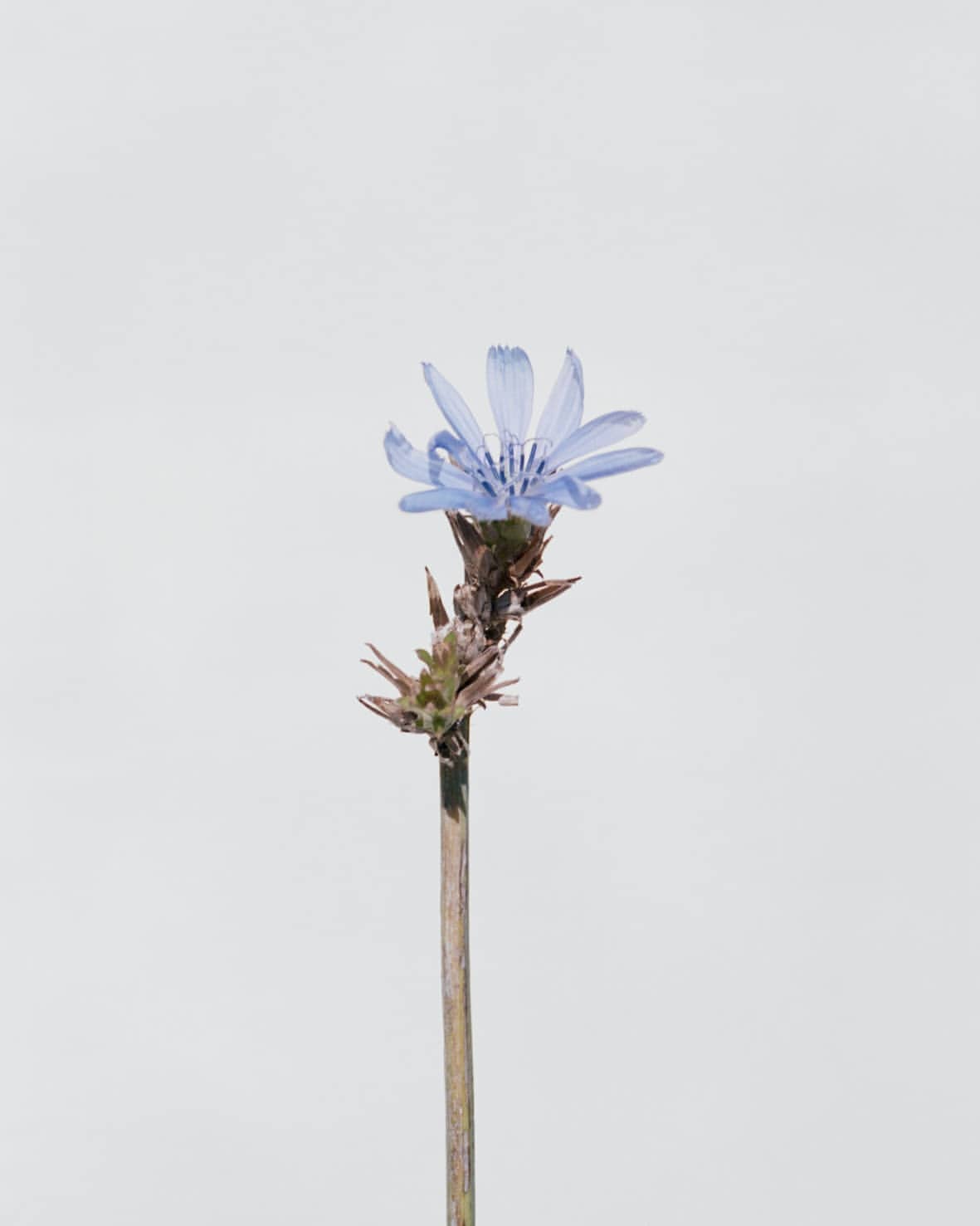 Close-up of a delicate blue chicory flower in bloom, set against a plain white background. The stem and bracts are also in focus.
