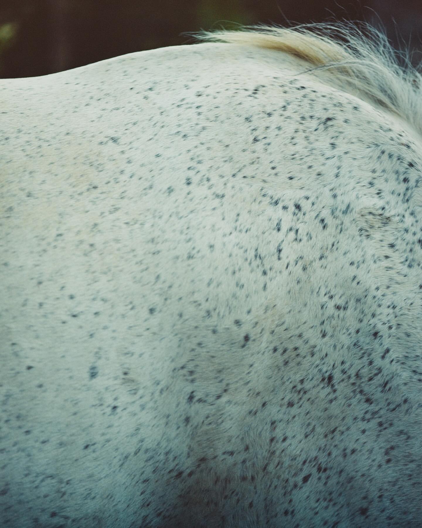 Close-up shot of a white horse's coat with black spots and a blonde mane, showing texture and animal details.