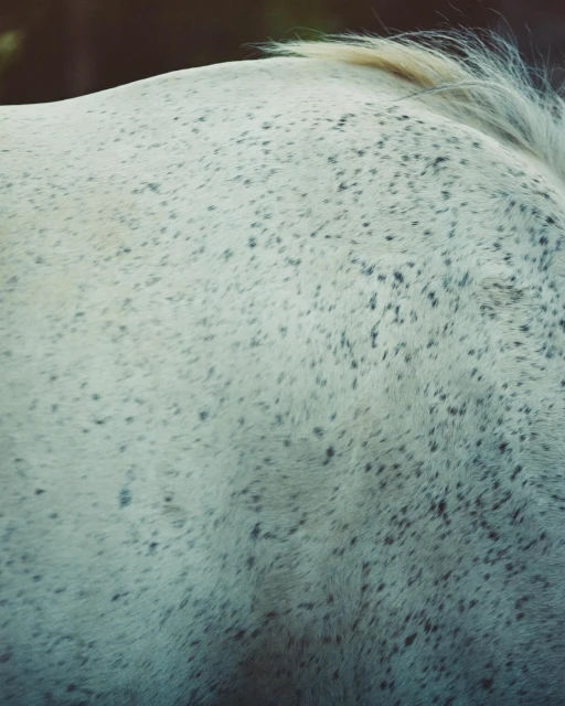Close-up shot of a white horse's coat with black spots and a blonde mane, showing texture and animal details.