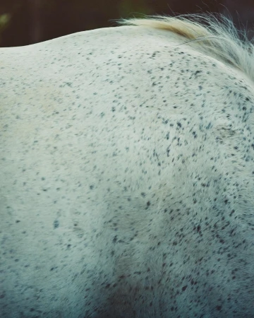 Close-up shot of a white horse's coat with black spots and a blonde mane, showing texture and animal details.