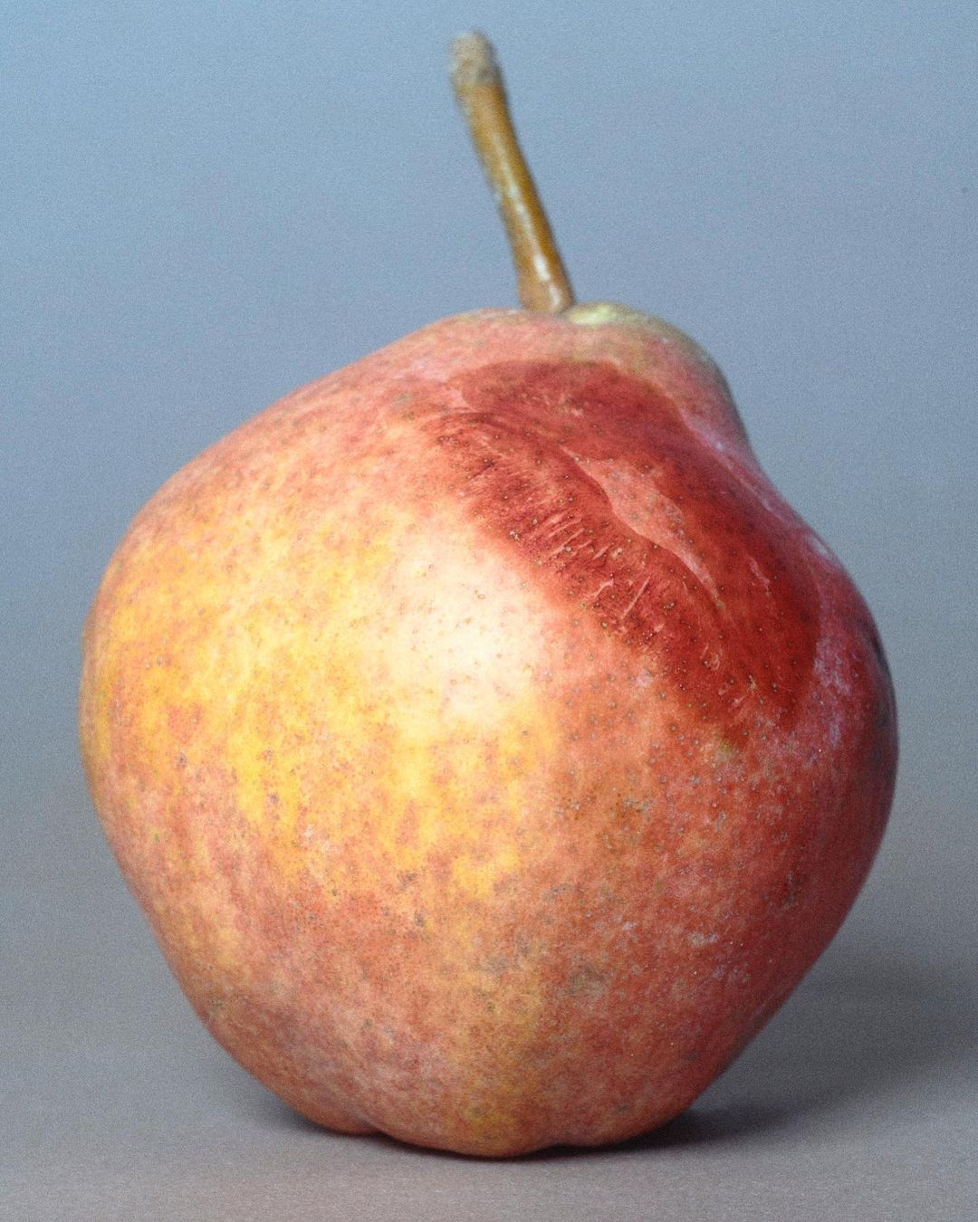 Close-up studio shot of a single pear with a brown stem, featuring red and yellow skin against a light blue backdrop. Still life.