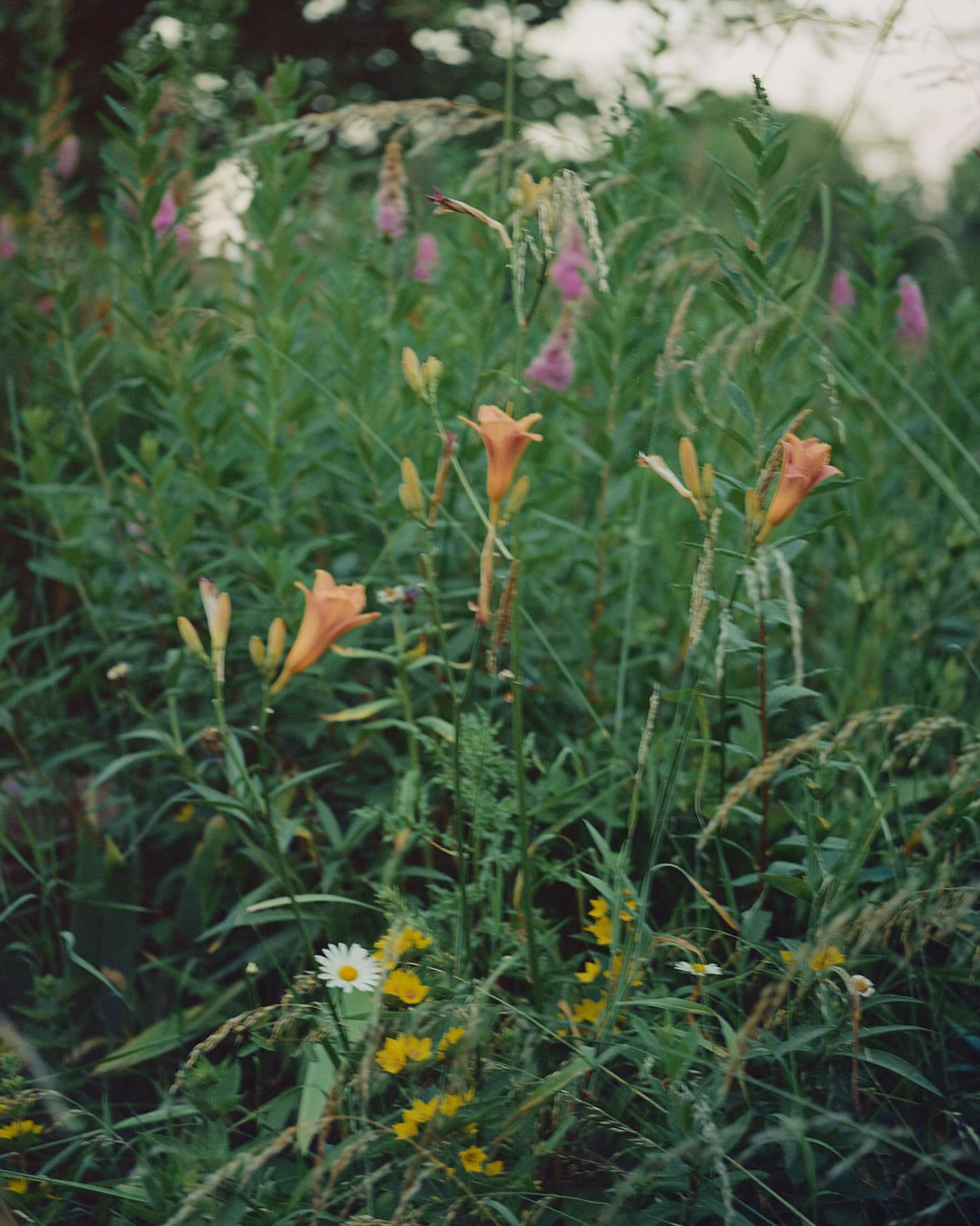 A close-up shot captures a meadow filled with vibrant wildflowers and tall grasses in natural light. Predominant hues are green, pink, orange, and yellow.