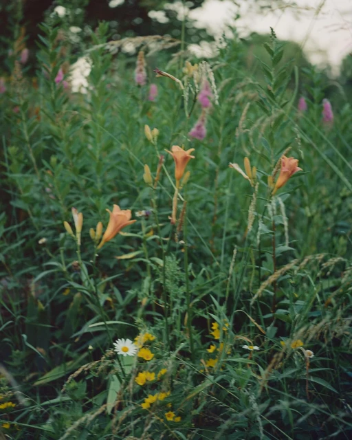 A close-up shot captures a meadow filled with vibrant wildflowers and tall grasses in natural light. Predominant hues are green, pink, orange, and yellow.