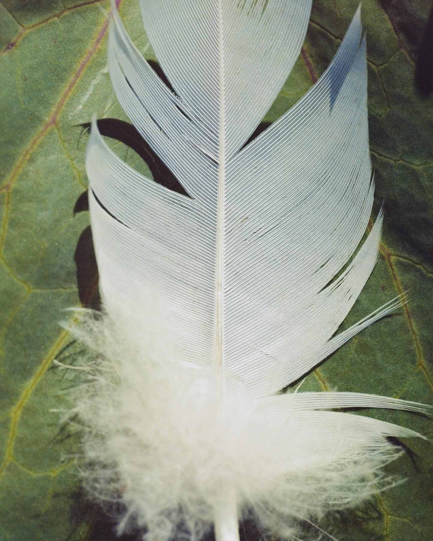 Close-up shot of a white feather lying on a textured green leaf, highlighting its delicate structure and natural setting.