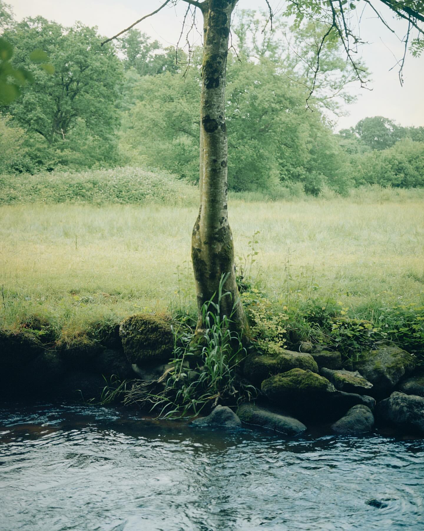 Scenic landscape featuring a tree trunk by a stream, lush green field, and forest in the background, under a cloudy sky.