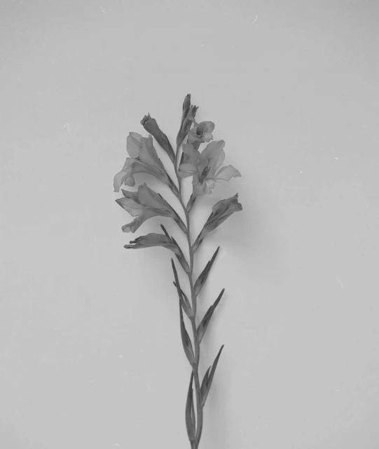 Monochrome gladiolus flower stem and leaves against a light background, displaying its distinctive floral structure and graceful form.