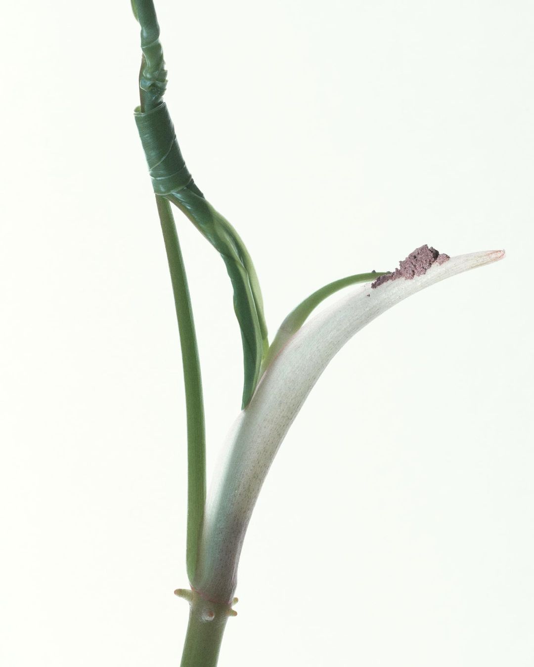 Close-up of a plant stem with a green wrapping, a single curled leaf, and a small amount of brown debris on the leaf's edge.