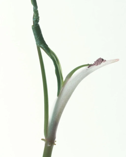 Aude Le Barbey