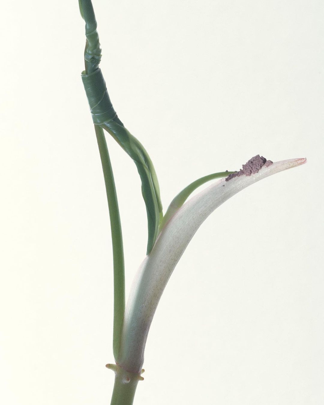 Macro shot of a green plant stem and new leaf with a pale cream color against a bright white background, minimalist botanical study.