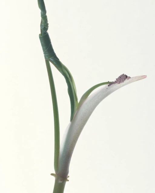 Macro shot of a green plant stem and new leaf with a pale cream color against a bright white background, minimalist botanical study.