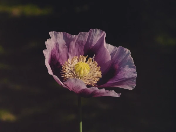 Close-up of a single purple poppy flower with pale yellow stamens and a green stem against a dark background.