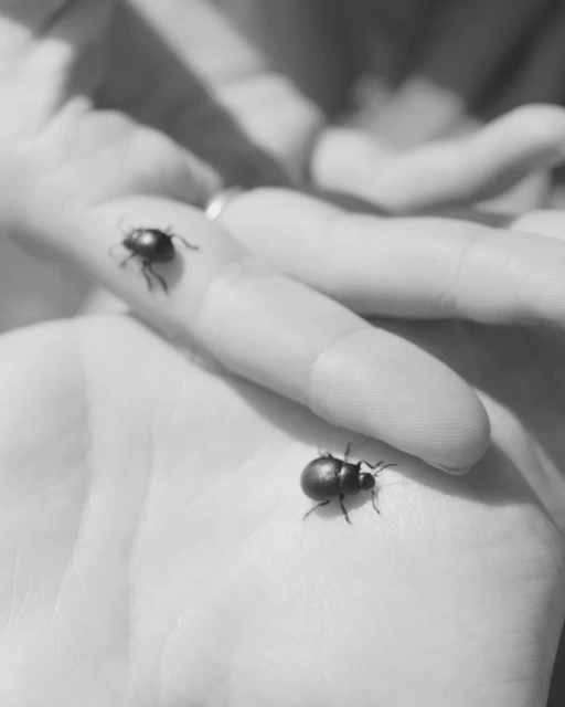 Monochrome image of two black beetles walking across an outstretched human hand, detailed view of the small insects against the skin.