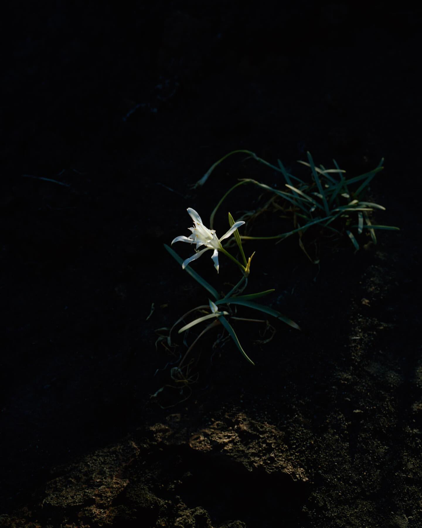 Close-up of a white flower with green stems in a dark, natural setting. The light captures the flower's details, creating contrast.