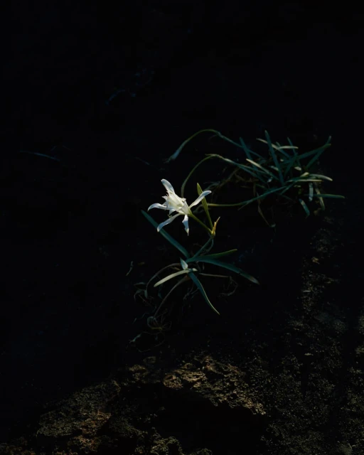 Close-up of a white flower with green stems in a dark, natural setting. The light captures the flower's details, creating contrast.