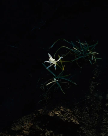 Close-up of a white flower with green stems in a dark, natural setting. The light captures the flower's details, creating contrast.