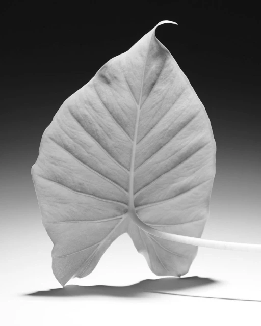 Monochromatic studio shot of a large, textured leaf with prominent veins and a stem, set against a gradient background.