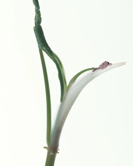 Close-up of a green plant stem with a wrapped upper section and a powdery purple deposit on a pale petal against a white background