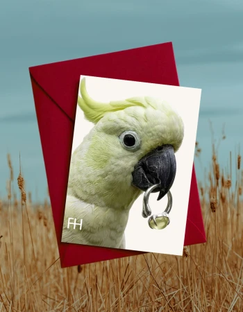 Close-up of a sulphur-crested cockatoo photograph, with a silver ring in its beak, against a red envelope, set against a natural background.