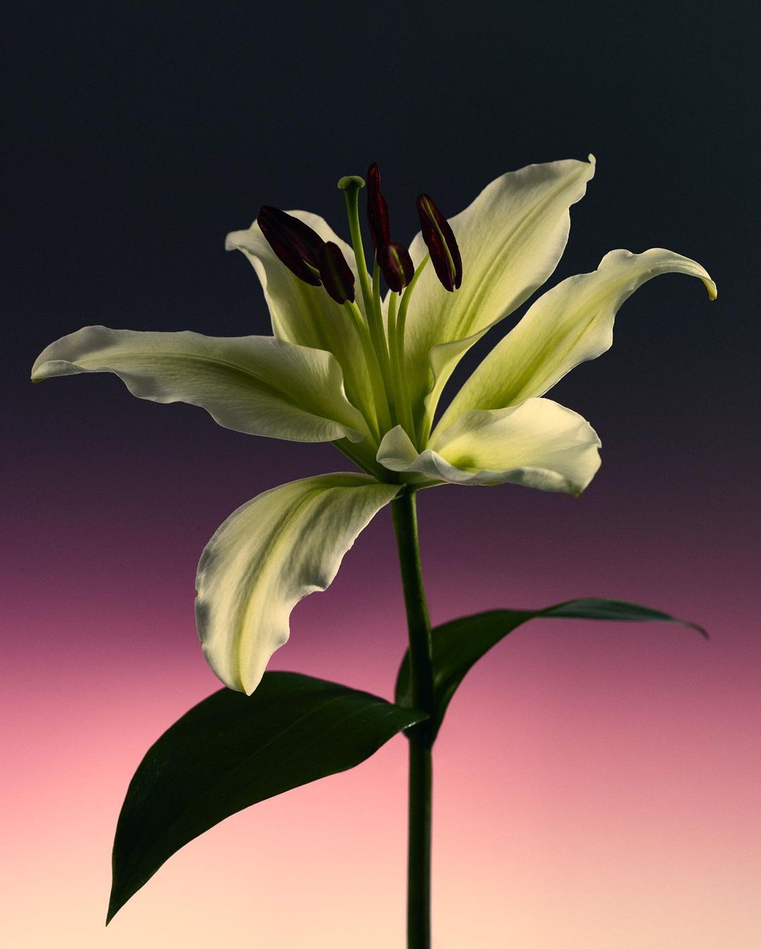 Close-up studio shot of a blooming white lily with dark stamen, set against a gradient background of black fading into shades of pink.