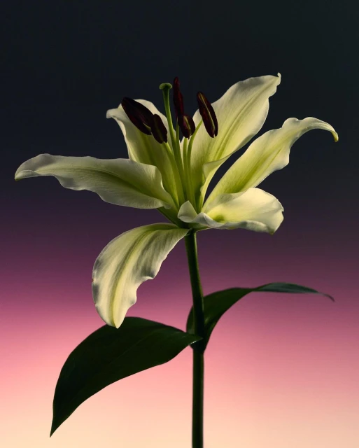 Close-up studio shot of a blooming white lily with dark stamen, set against a gradient background of black fading into shades of pink.