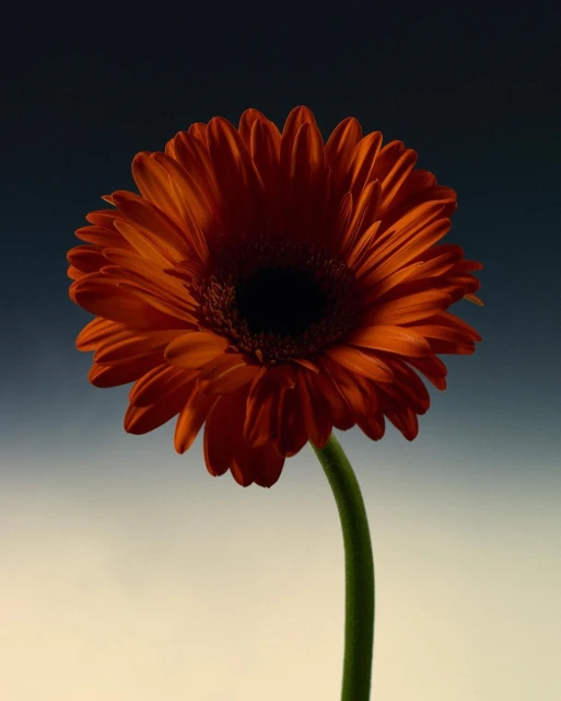 Close-up studio shot of a vibrant orange gerbera daisy with a dark center and a curved green stem, set against a gradient background.