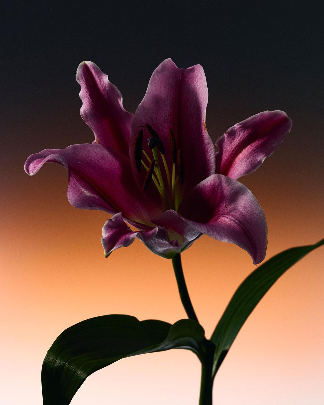 Close-up of a deep purple lily flower with dark stamens against a gradient background.