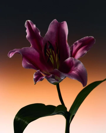 Close-up of a deep purple lily flower with dark stamens against a gradient background.